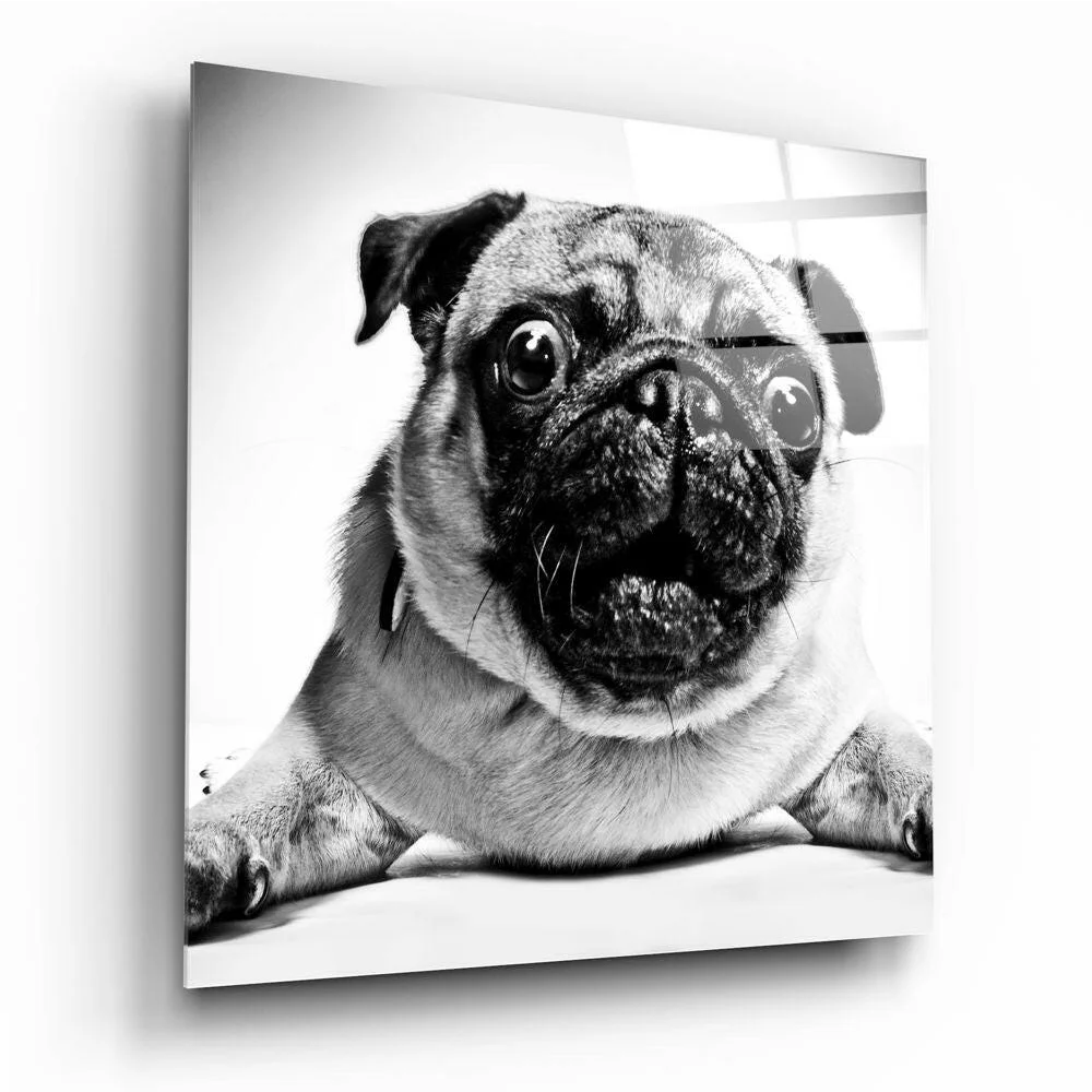 Black and white pug wall art canvas print on wood frame