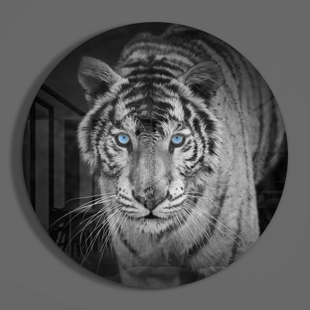 Black and white tiger face glass art with blue eyes, tempered glass print