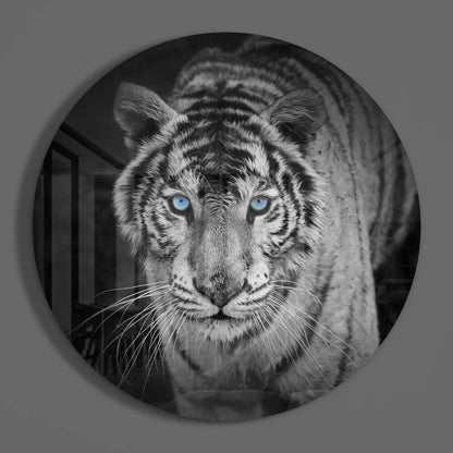 Black and white tiger face glass art with blue eyes, tempered glass print