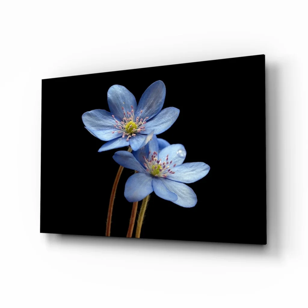 Stunning blue flower canvas wall art with yellow center on black background