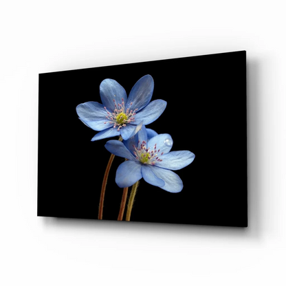 Stunning blue flower canvas wall art with yellow center on black background