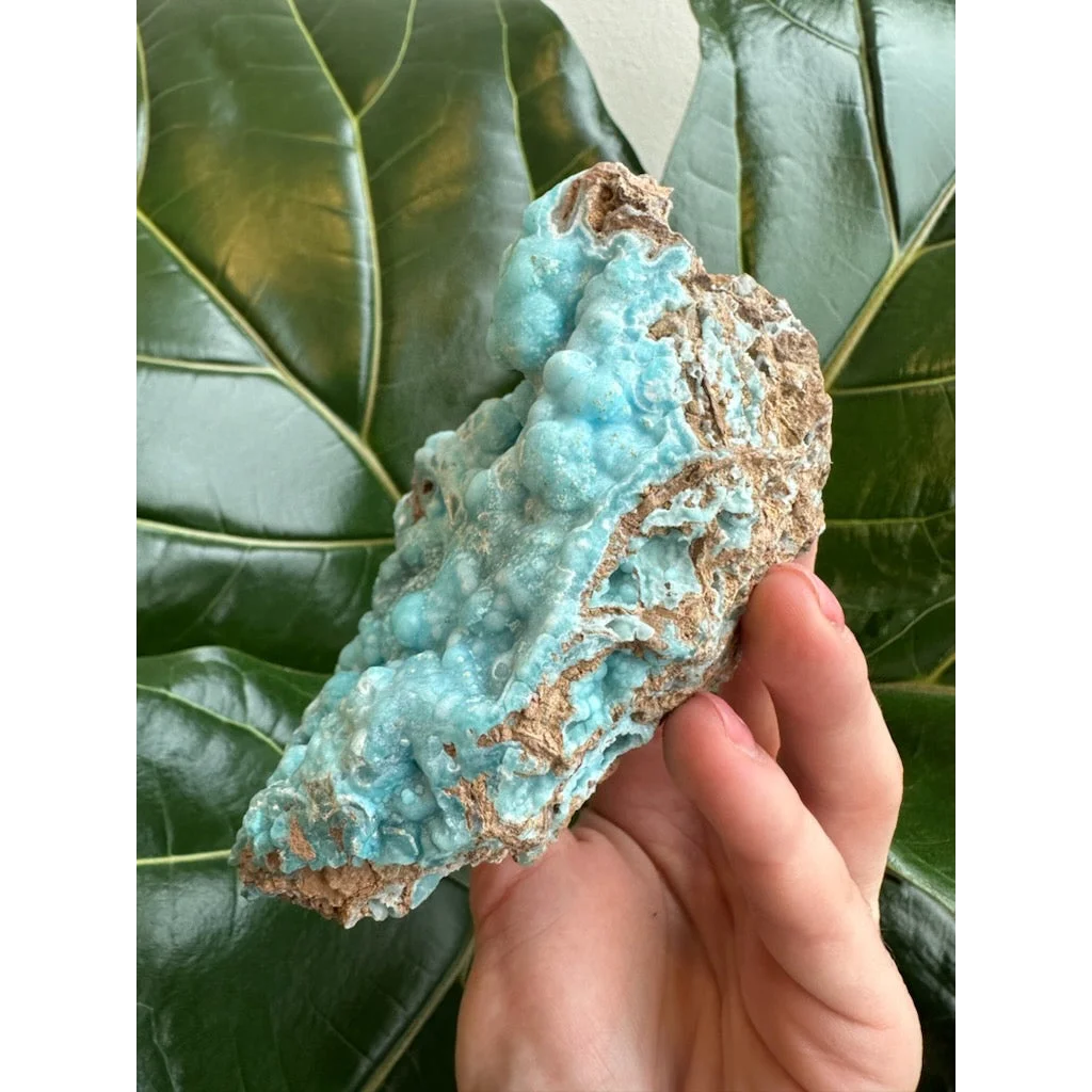 Hand holding stunning blue hemimorphite botryoidal specimen
