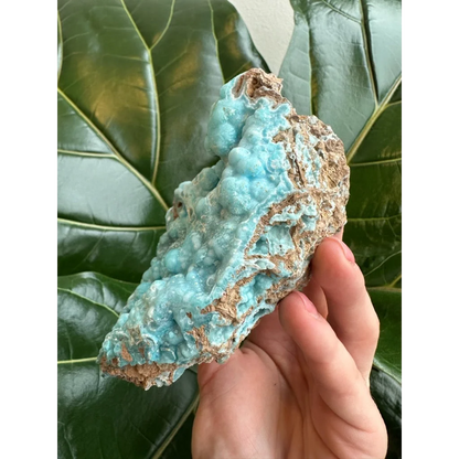 Hand holding stunning blue hemimorphite botryoidal specimen