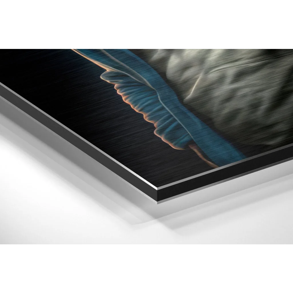 Vibrant blue feather on sleek black acrylic brushed aluminium dibond print