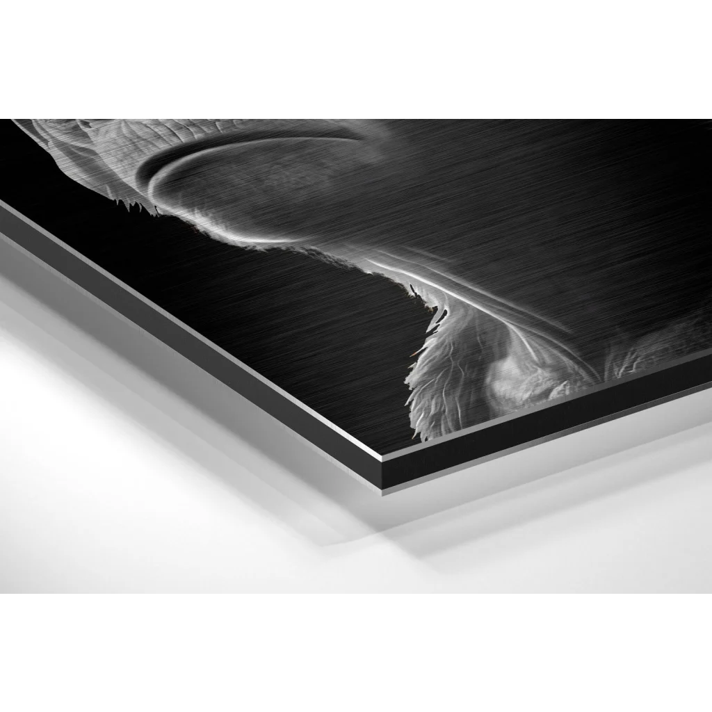 Glass Wall Art Black and white eagle feather print on brushed aluminium dibond