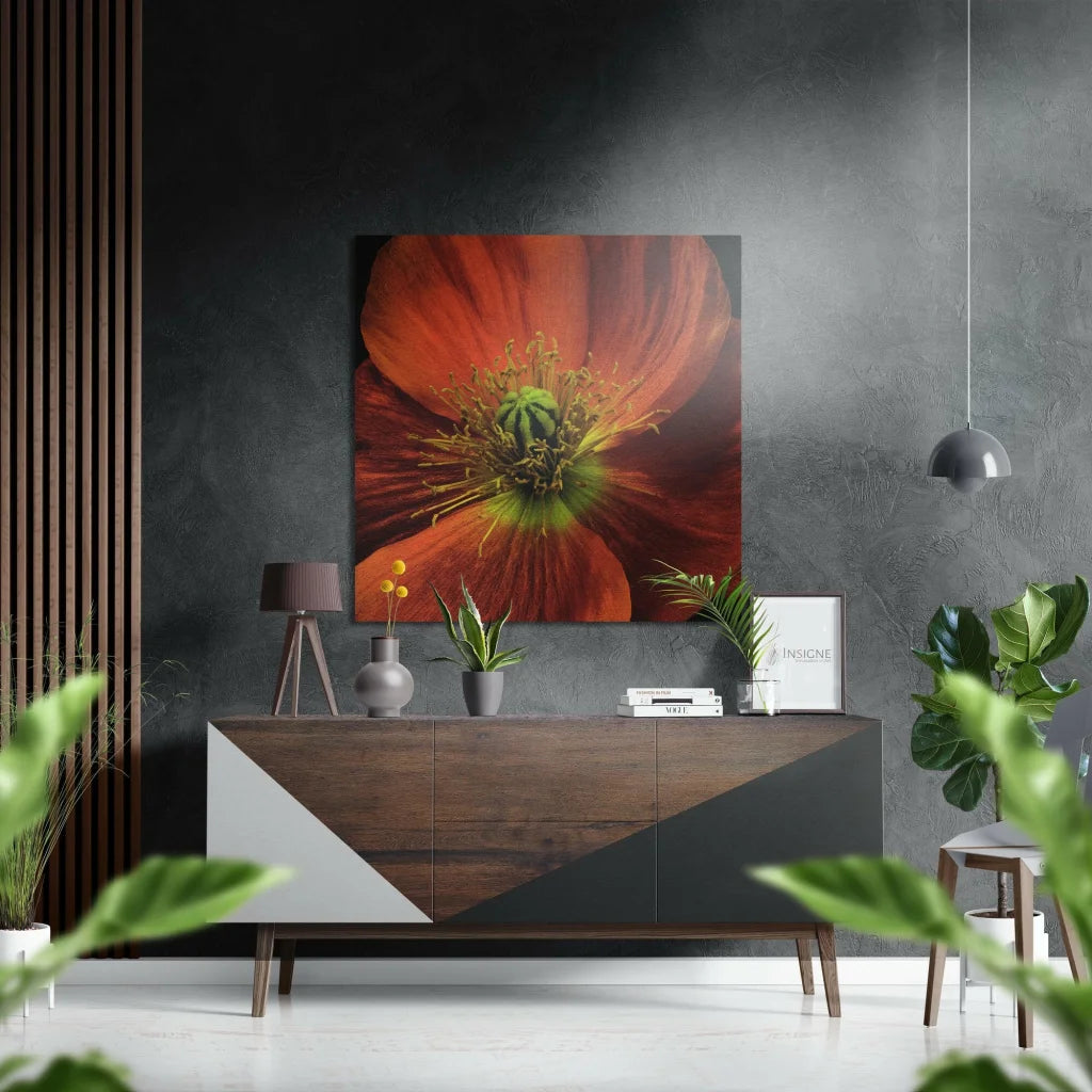Vibrant orange poppy on brushed aluminium dibond wall art print