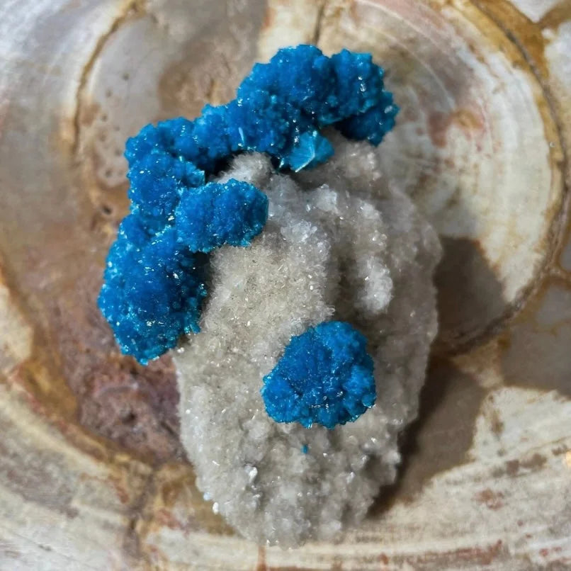Vibrant blue cavansite crystals on white stilbite matrix Maharashtra specimen