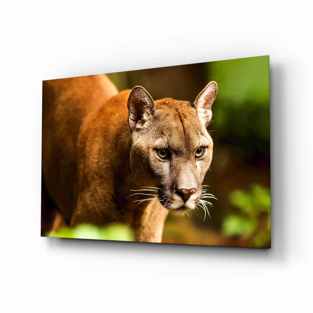 Stunning Cougar Canvas Wall Art with Piercing Golden Eyes | Insigneart USA | vintageantiquesgifts.com