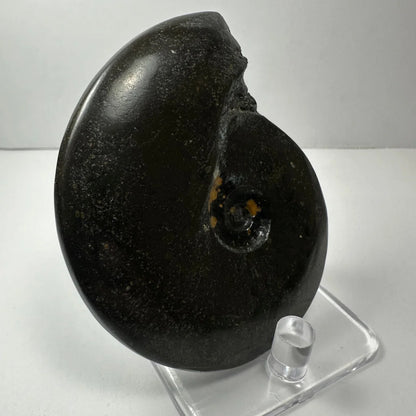 Polished black ammonite fossil with golden shimmer from Morocco