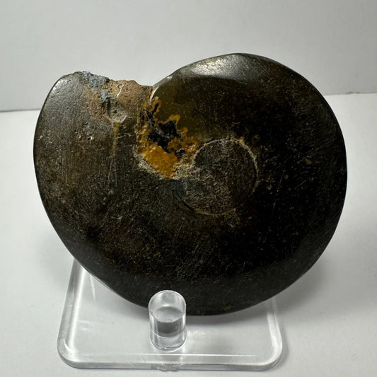 Stunning dark ammonite fossil with golden shimmer from Morocco