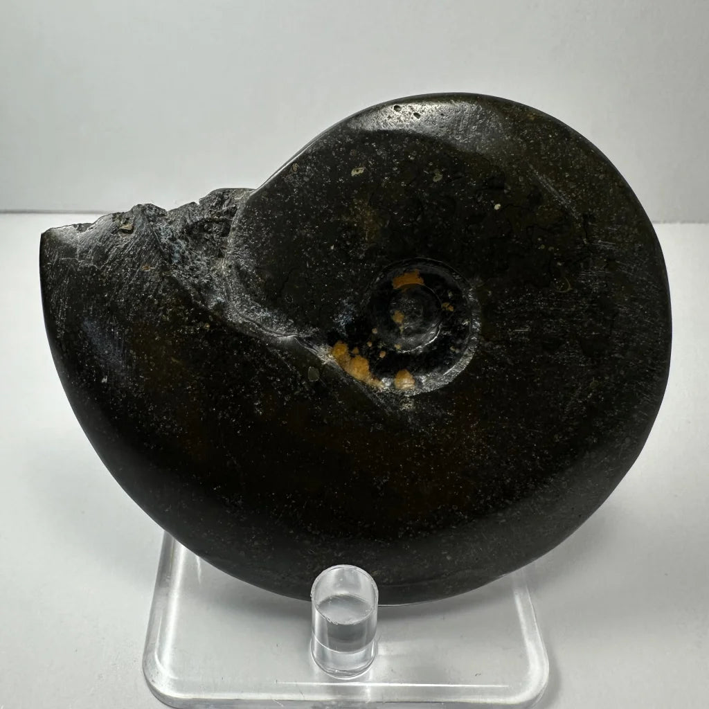 Polished dark ammonite fossil with golden shimmer from Morocco