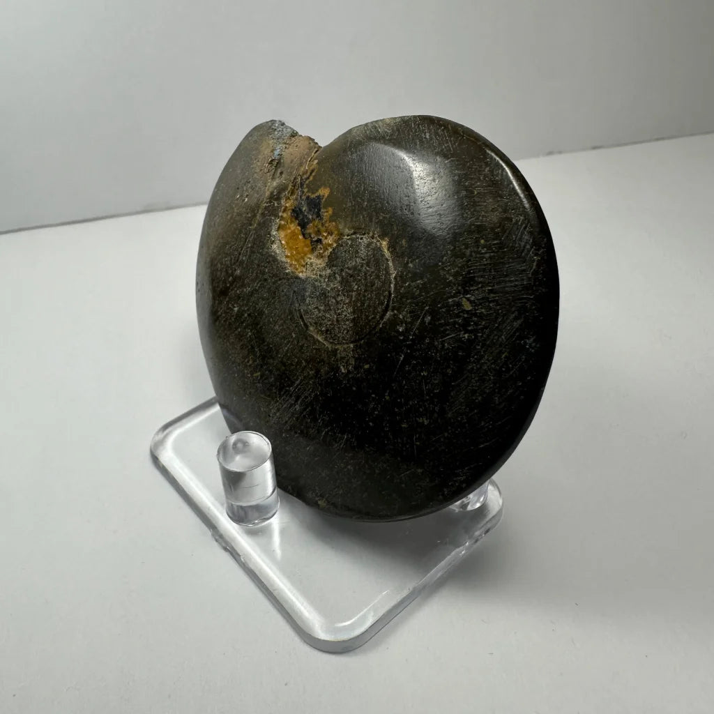 Stunning dark ammonite fossil with golden shimmer from Morocco