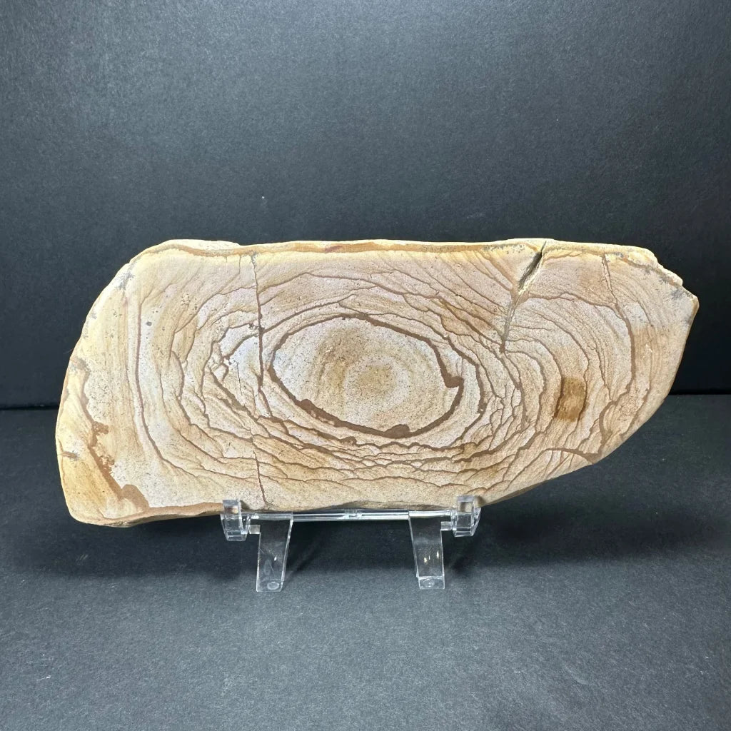 Stunning Moroccan picture jasper plate with fossilized wood grain rings on acrylic stand