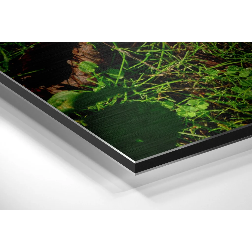 Glass Wall Art Vibrant green plant dewdrops on black-framed brushed aluminium dibond art