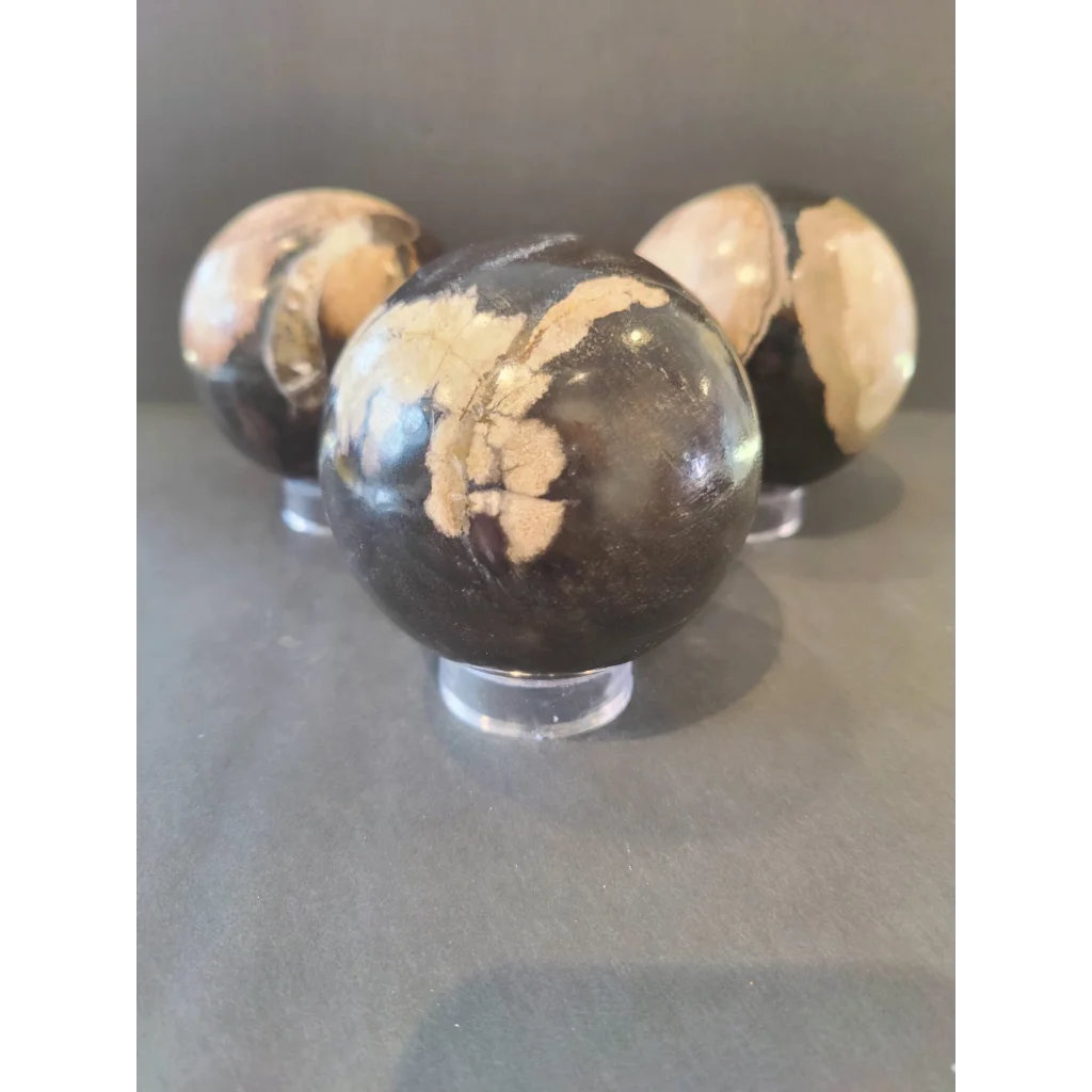 Polished black and tan petrified wood spheres on clear stands