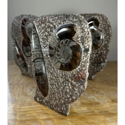 Polished gray ammonite fossils matrix sculpture from Morocco