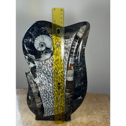 Polished black and white ammonite fossils matrix sculpture from Morocco