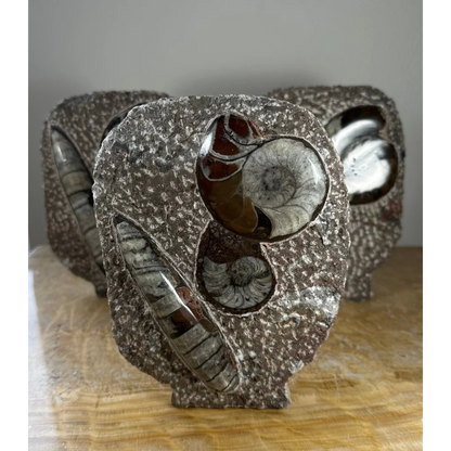 Polished Moroccan ammonite fossils matrix sculpture with glossy spirals