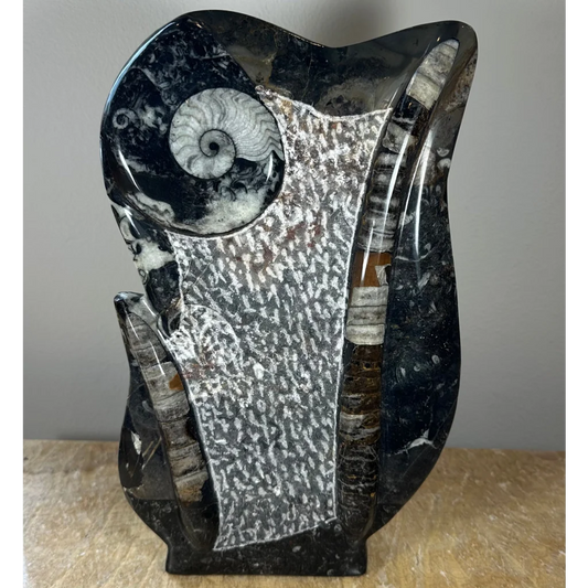 Stunning polished ammonite fossils matrix sculpture from Morocco