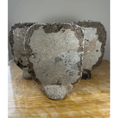 Gray stone bookends with weathered ammonite fossils matrix sculpture