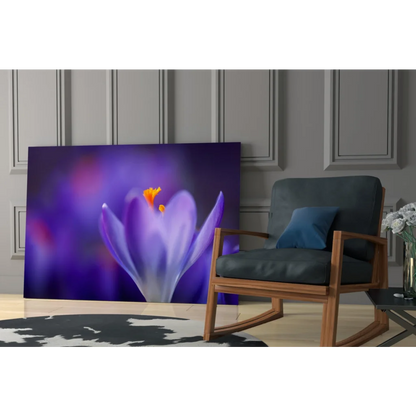 Stunning purple crocus flower canvas wall art with orange center on wall