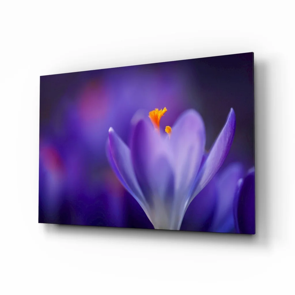 Vibrant purple crocus flower canvas wall art print with orange stamen