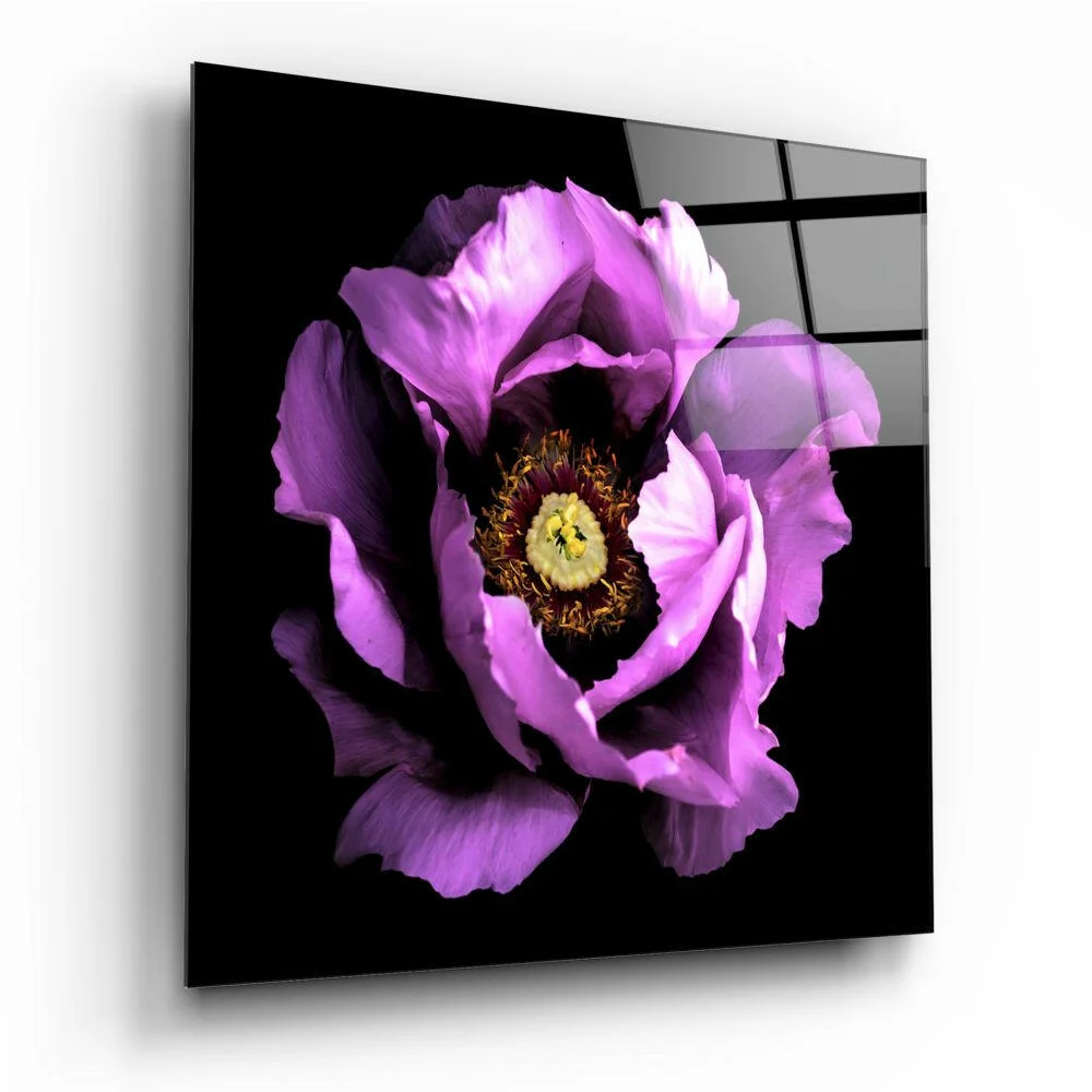 Vibrant purple poppy glass wall art panel on glossy black background