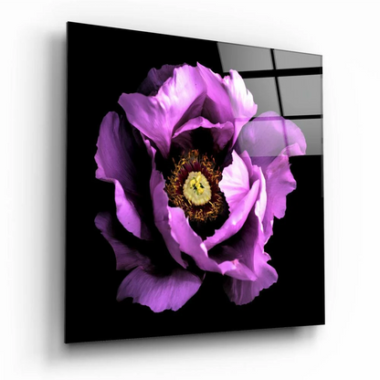 Vibrant purple poppy glass wall art panel on glossy black background