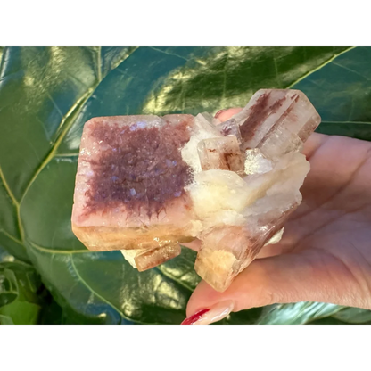 Hand holding stunning red apophyllite cube from India with purple streaks
