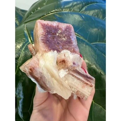Hand holding red apophyllite cube from India with purple streaks