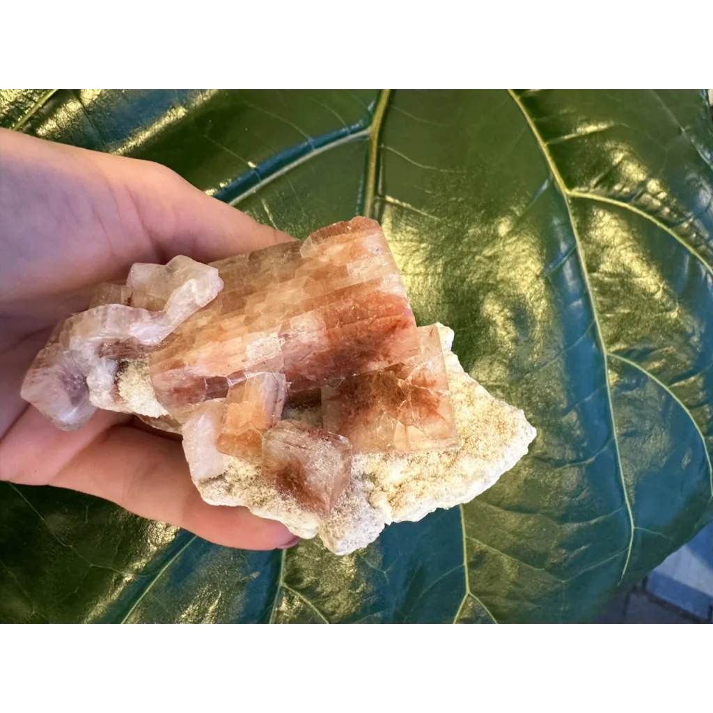 Hand holding red apophyllite cube with stilbite on green leaf