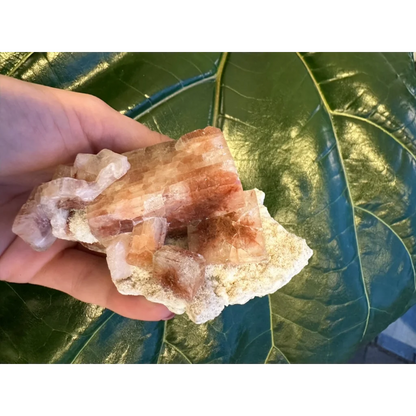 Hand holding red apophyllite cube with stilbite on green leaf