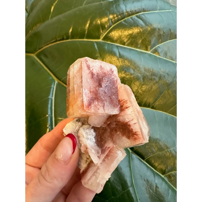 Stunning red apophyllite cube with stilbite from India on green leaves