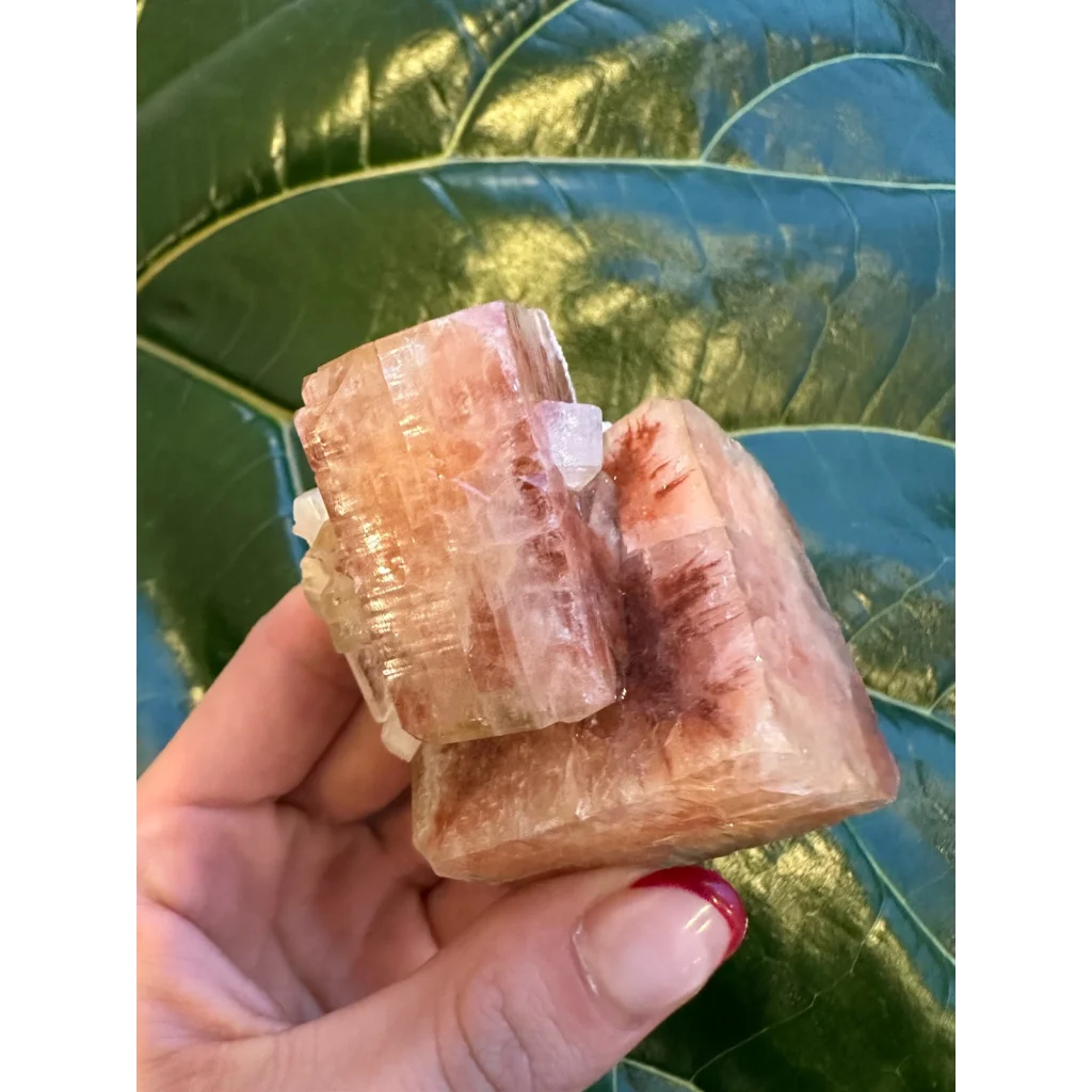 Hand holding translucent red apophyllite cube with stilbite on green leaf