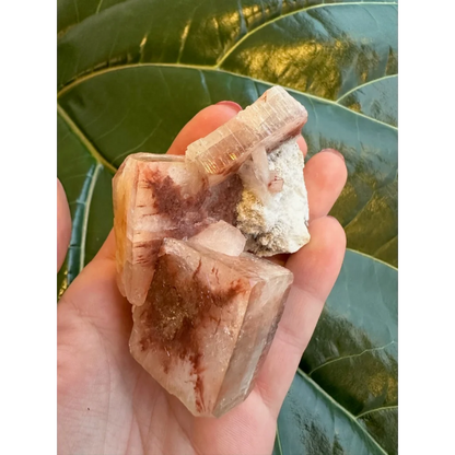 Hand holding stunning red apophyllite cube with stilbite from India