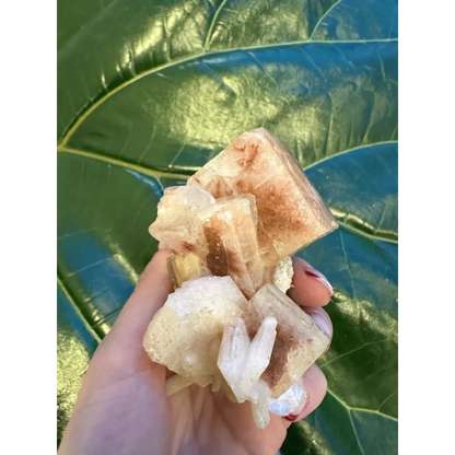 Hand holding stunning red apophyllite cube with stilbite from India