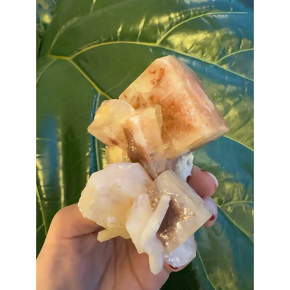 Hand holding stunning red apophyllite cube with stilbite from India
