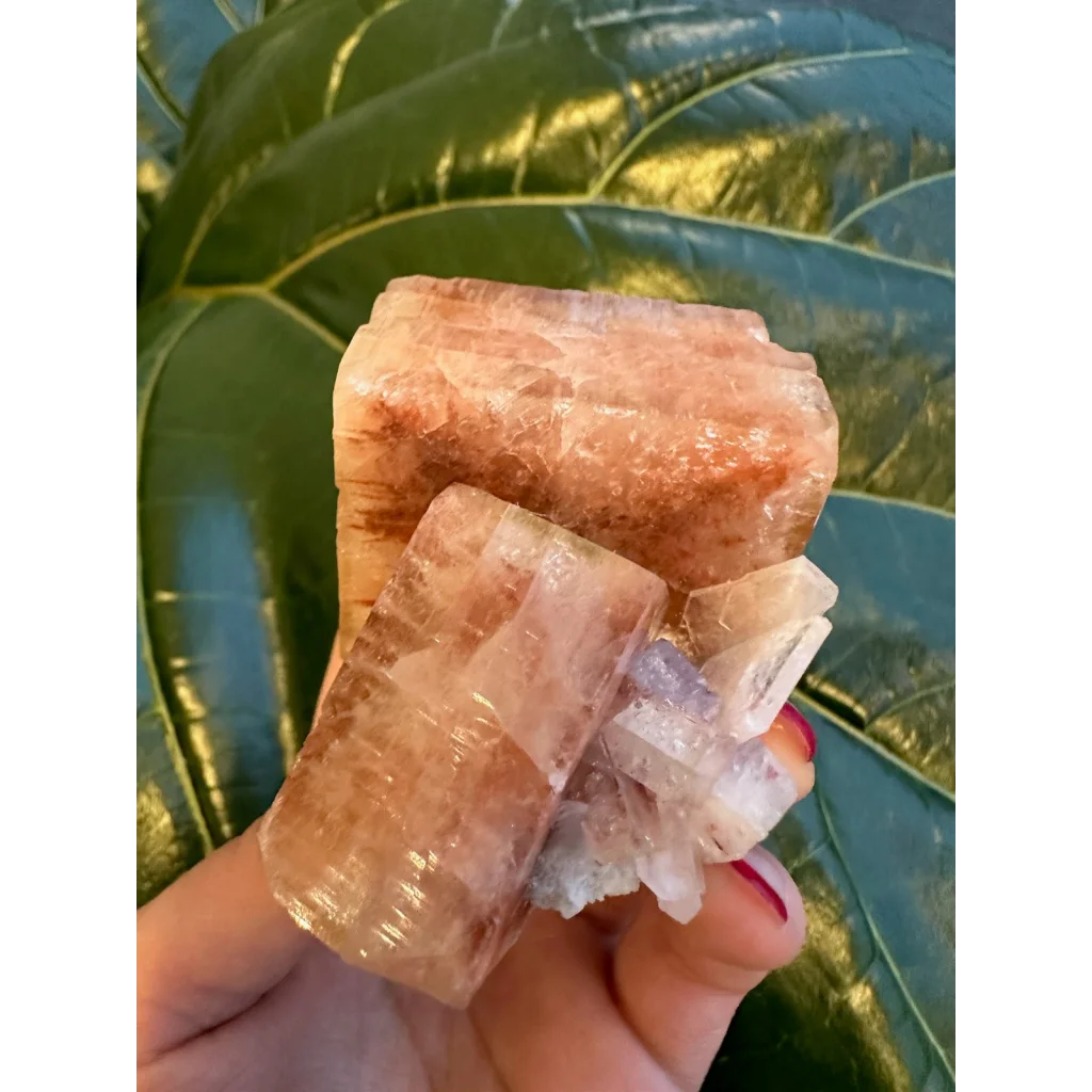 Hand holding red apophyllite cube with stilbite from India