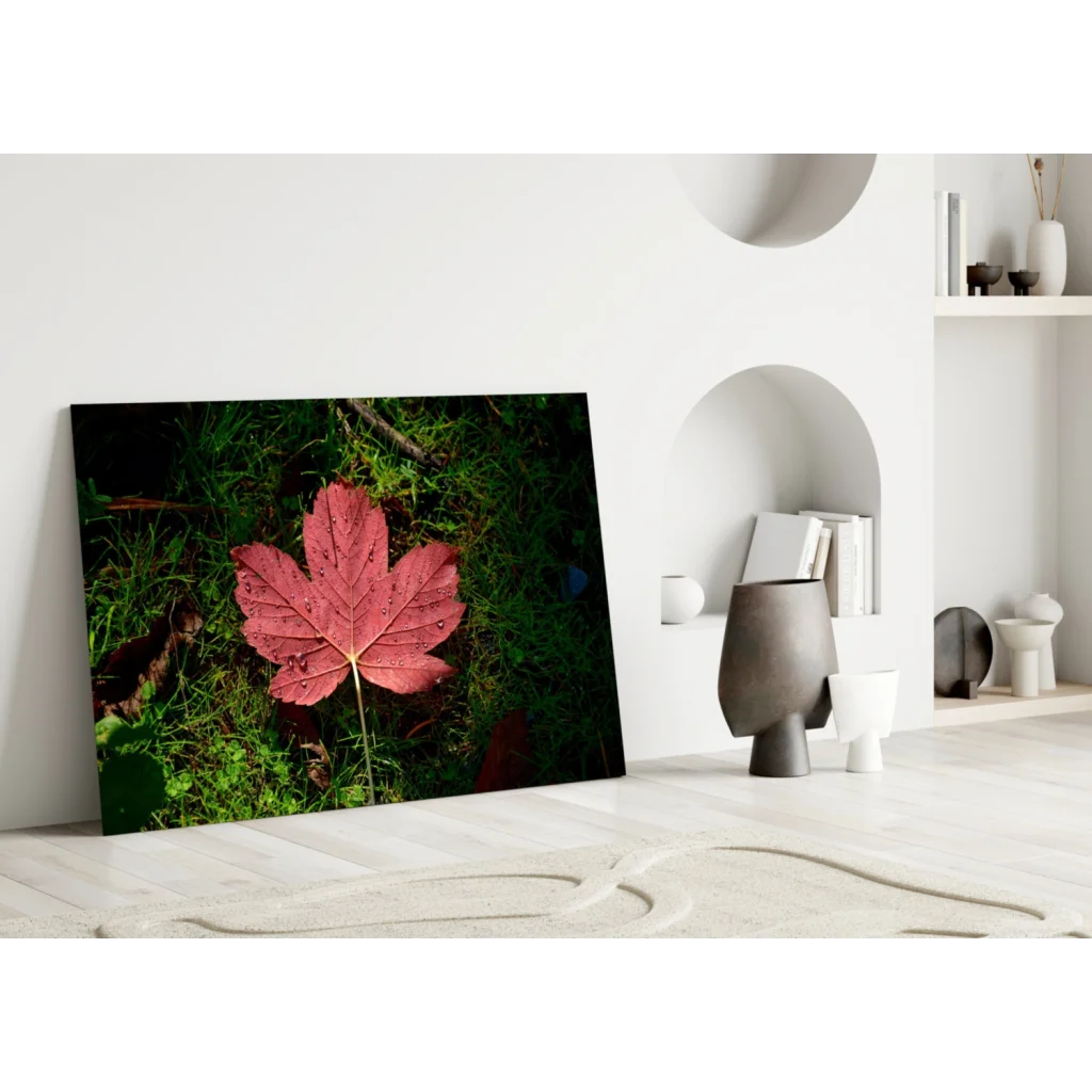 Vibrant red maple leaf wall art with dew drops on green grass