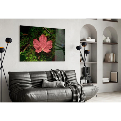 Vibrant red maple leaf with dew drops on green grass wall art print