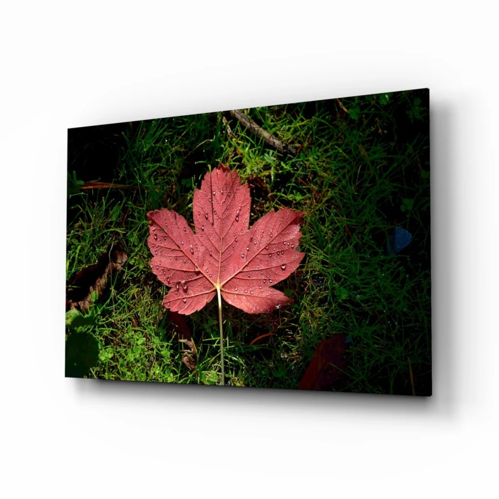 Vibrant red maple leaf with dew drops on green grass glass wall art