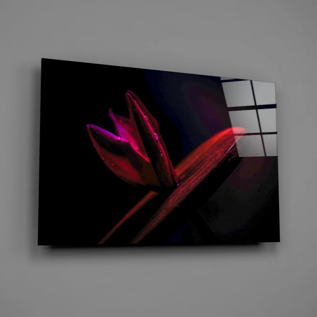Vibrant red tulip wall art on sleek black canvas with dew drops