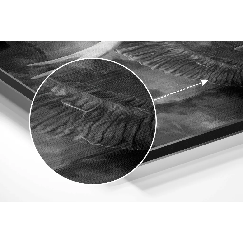 Stunning black and white tiger print on brushed aluminium dibond with dotted arrow