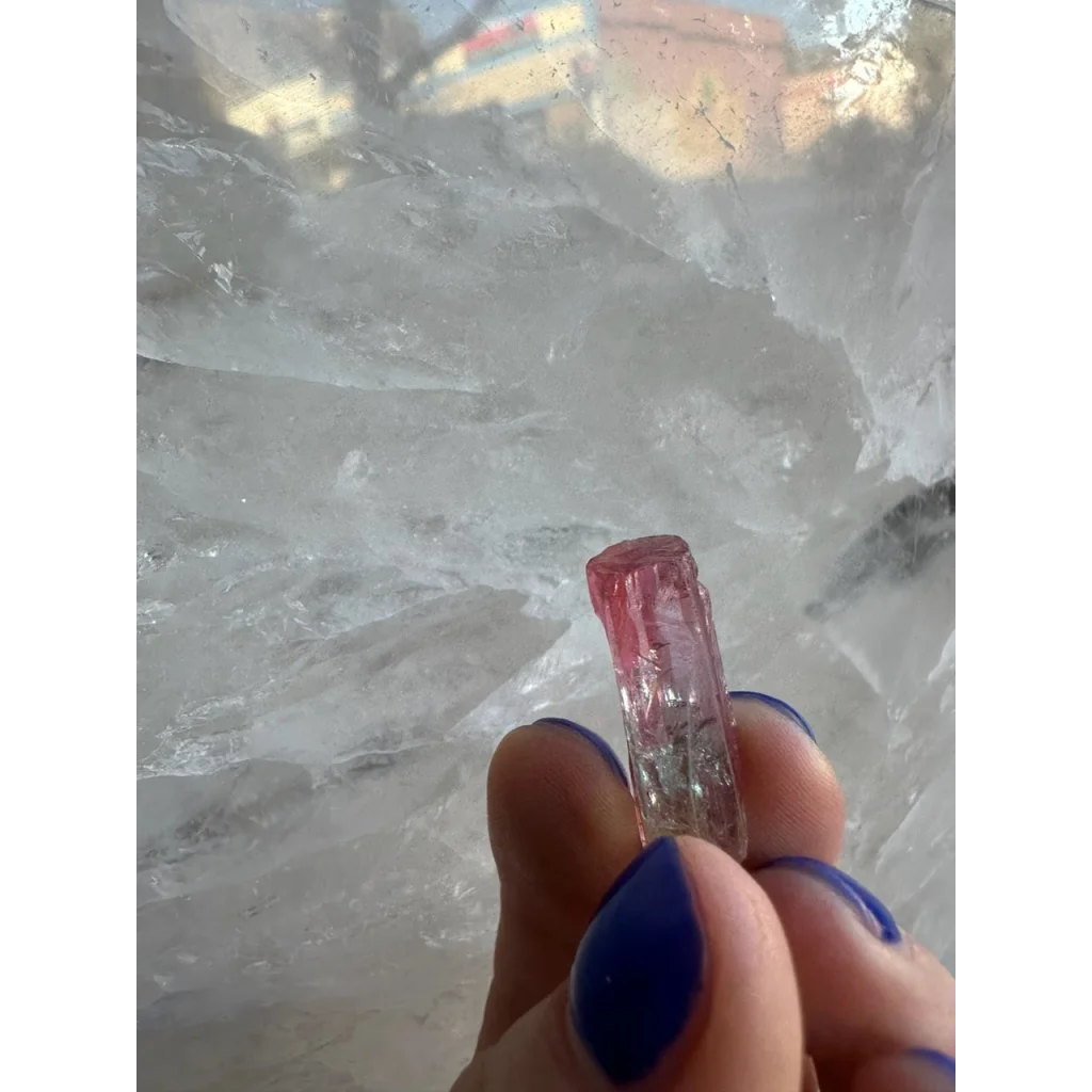 Vibrant pink watermelon tourmaline crystal from Brazil held by blue nails
