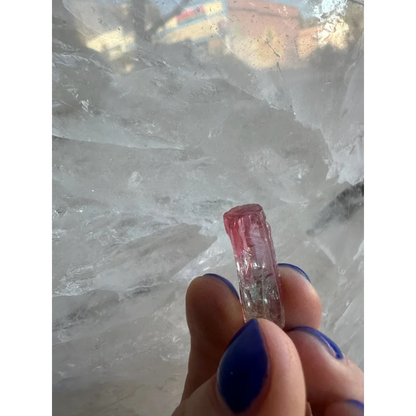 Vibrant pink watermelon tourmaline crystal from Brazil held by blue nails
