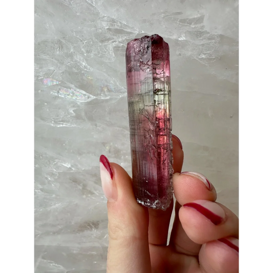 Vibrant pink and clear watermelon tourmaline crystal in hand