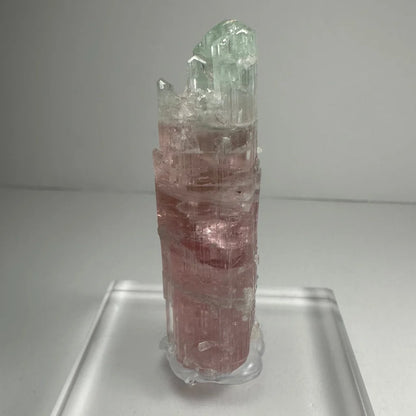 Stunning watermelon tourmaline crystal with pink-green translucent facets