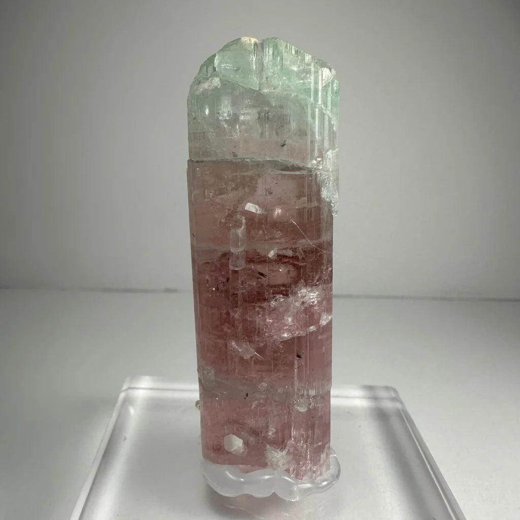 Stunning watermelon tourmaline crystal with pink and green translucent facets