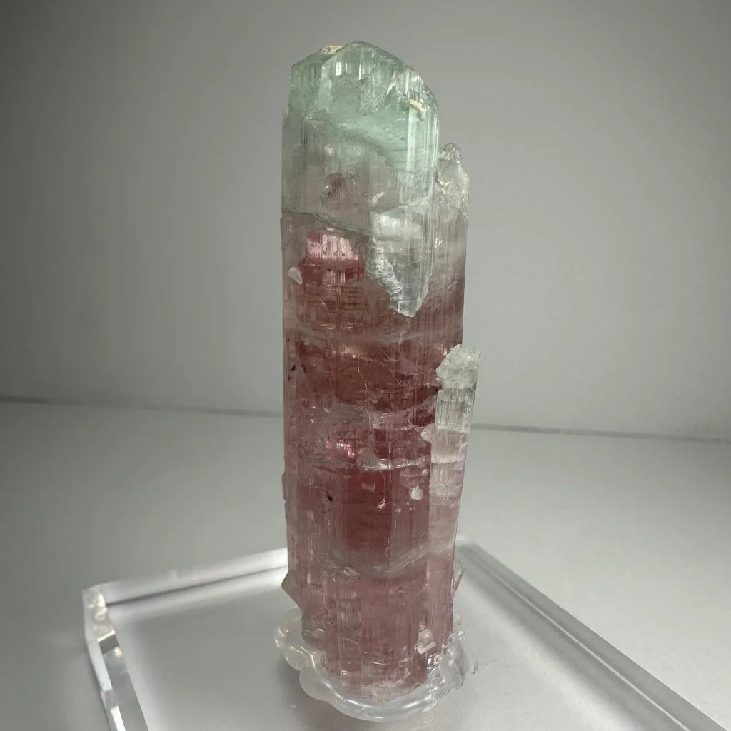 Stunning watermelon tourmaline crystal with pink-green translucent facets
