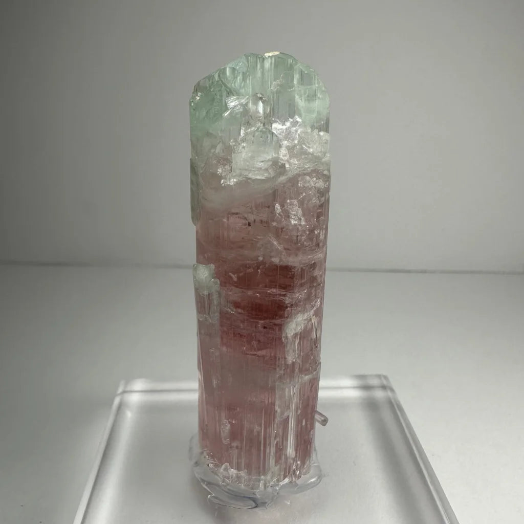 Stunning watermelon tourmaline crystal with pink and green hues